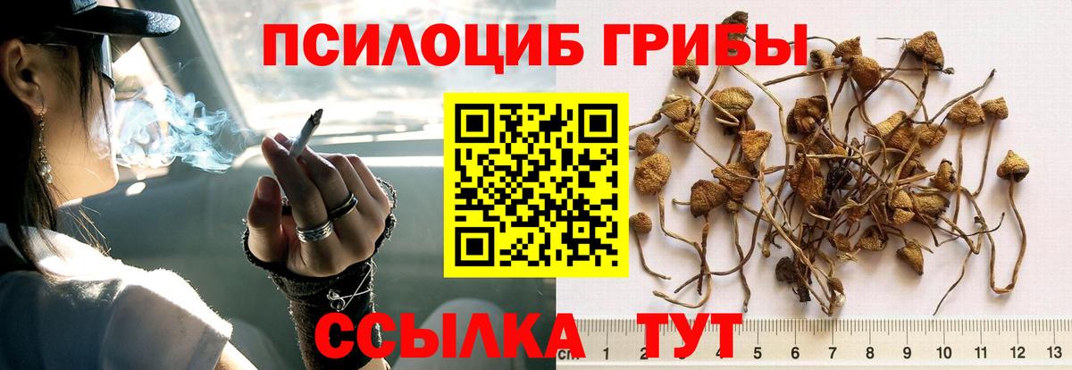 наркота  Вход с VPN  Кострома  Галлюциногенные грибы ЛСД  Галлюциногенные грибы Psilocybine cubensis 
